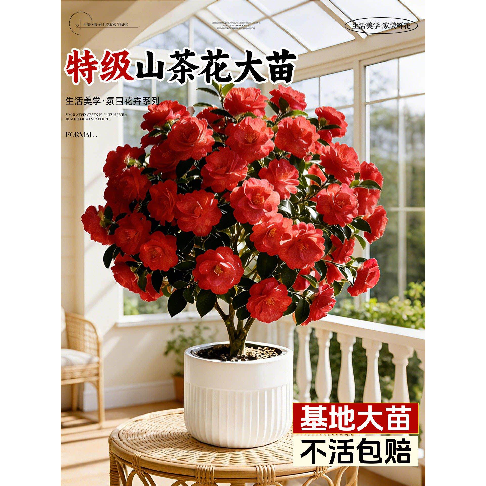 山茶花树苗带苞四季香妃盆