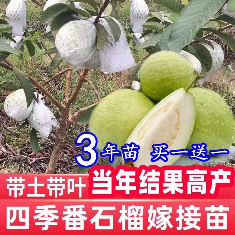 台湾红心芭乐四季嫁接番石榴树苗奶油白肉芭乐盆栽地栽苗当年结果