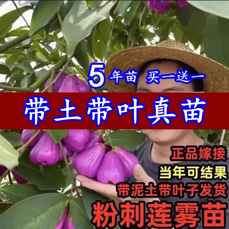 新品种粉刺莲雾树苗大果耐寒品种四季种植果树苗南北方盆地栽包邮