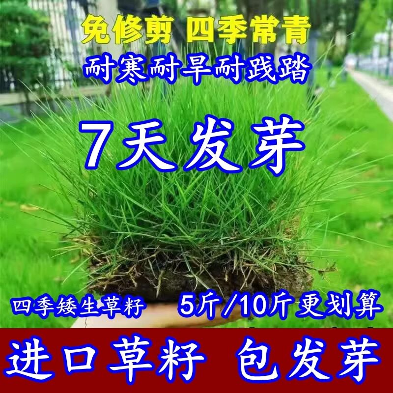 草坪草籽高羊茅黑麦草皮孑护坡狗牙根马尼拉种子四季常青庭院绿化