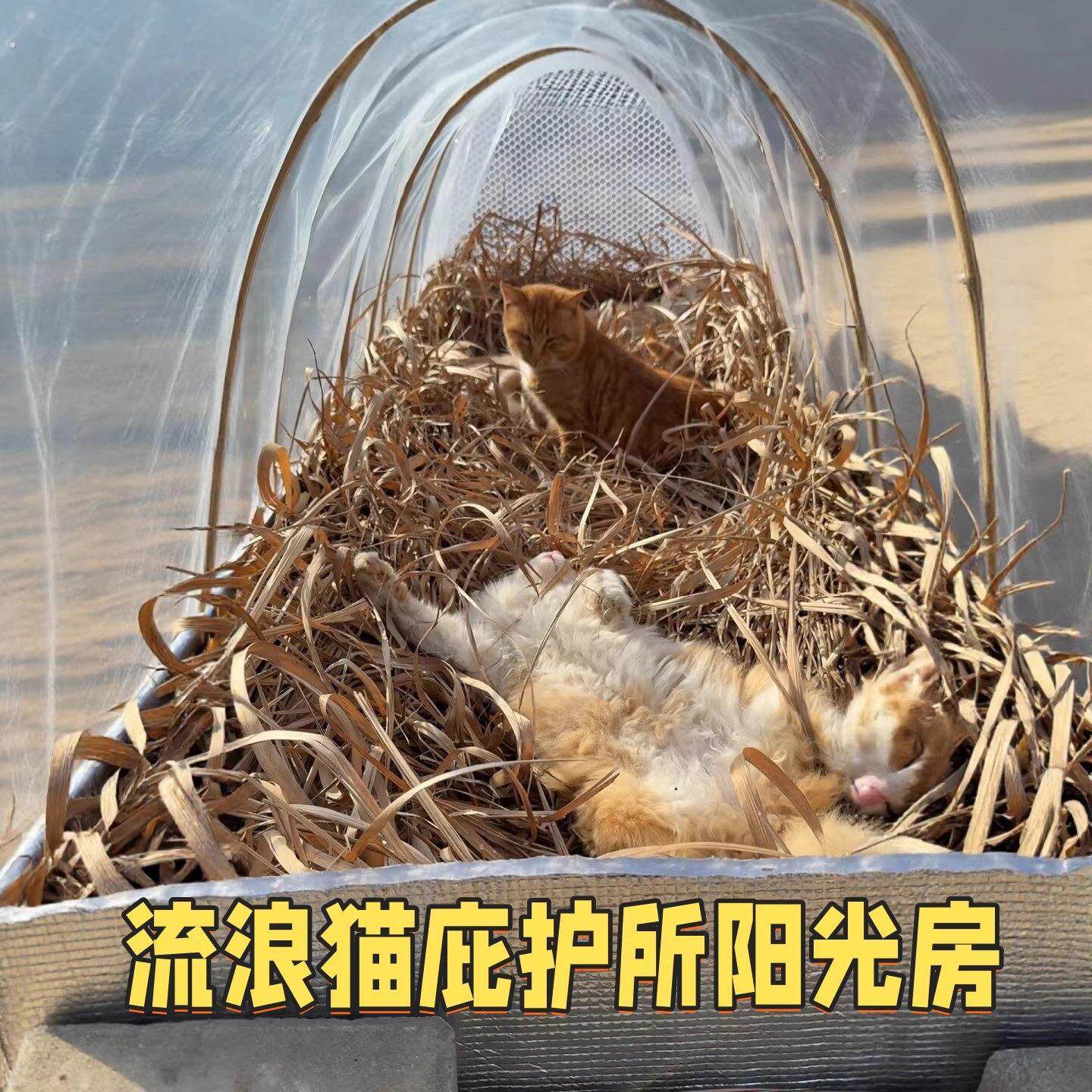 流浪猫户外窝大棚猫咪御寒保暖庇护所过冬天神器喂食屋遮雨棚帐篷