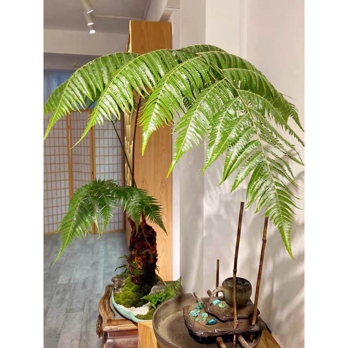 网红蕨一叶蕨金毛狗脊蕨类植物大型蕨类绿植室内禅意猴撅蕨类盆景