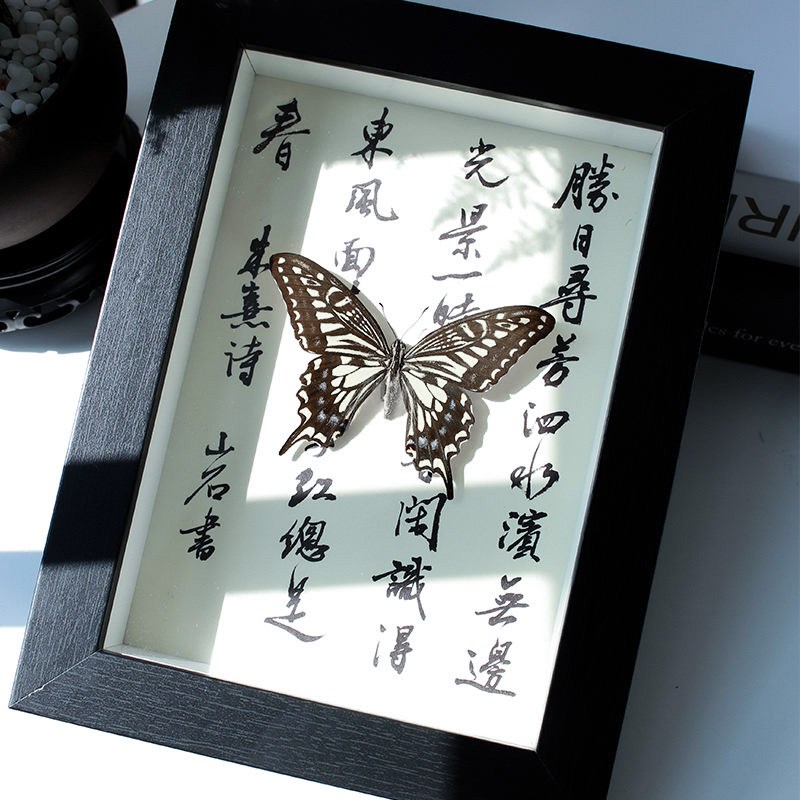 真蝴蝶标本柑橘凤蝶装饰画桌面摆件毕业生日节日创意小众手工礼物