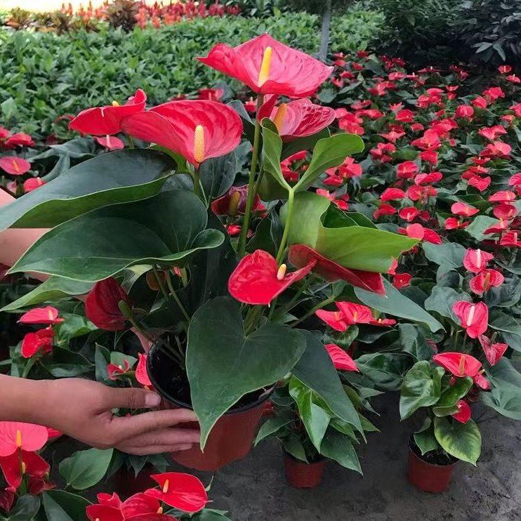 带花发货红掌粉掌白掌办公室水培土培易活盆栽四季开花卉植物绿植