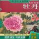 社 正版 上海书画出版 朵云名家画谱：牡丹 编 现货9787807259329