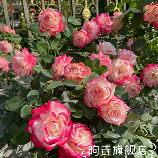 摩纳哥公爵爱莎复色大花切花黄油月季花苗庭院盆栽多年生灌木