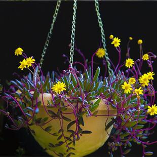 金鱼吊兰盆栽带花苞四季垂吊绿植室内客厅阳台金鱼嘴吊兰植物