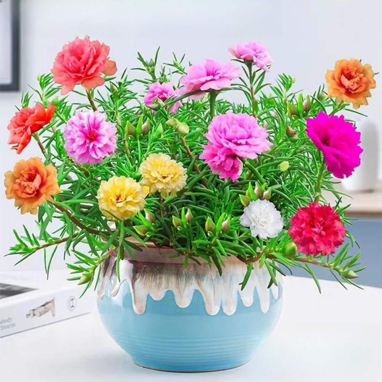 重瓣太阳花苗混色带根带土带花苞盆栽进口多色宿根枝条大花庭院