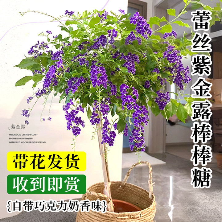 蕾丝金露花棒棒糖紫色巧克力盆栽带花苞假连翘室内阳台花卉植物