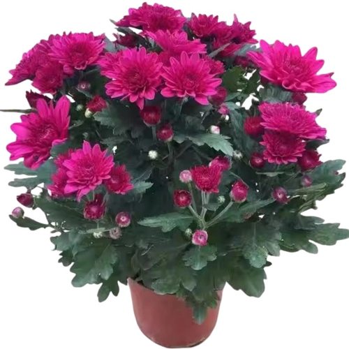 菊花盆栽多年生重瓣四季荷兰菊室内阳台庭院耐寒花卉带花苞菊花苗