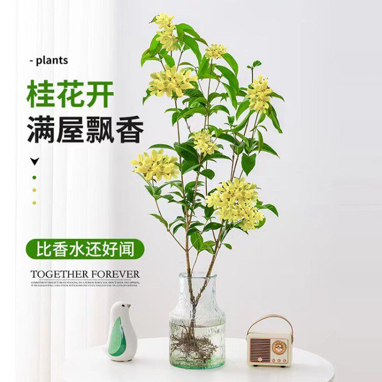 桂花树苗系列水培植物四季桂花带根浓香型形似马醉木好养开花花卉
