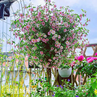 小木槿棒棒糖花苗蓝雪花四季好养花卉盆栽室内阳台庭院带花发货