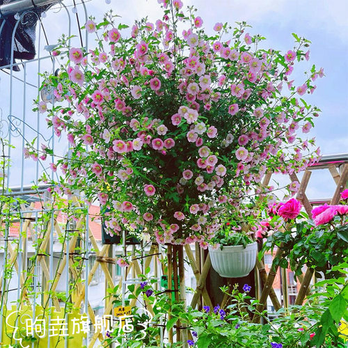 木槿四季好养阳台庭院