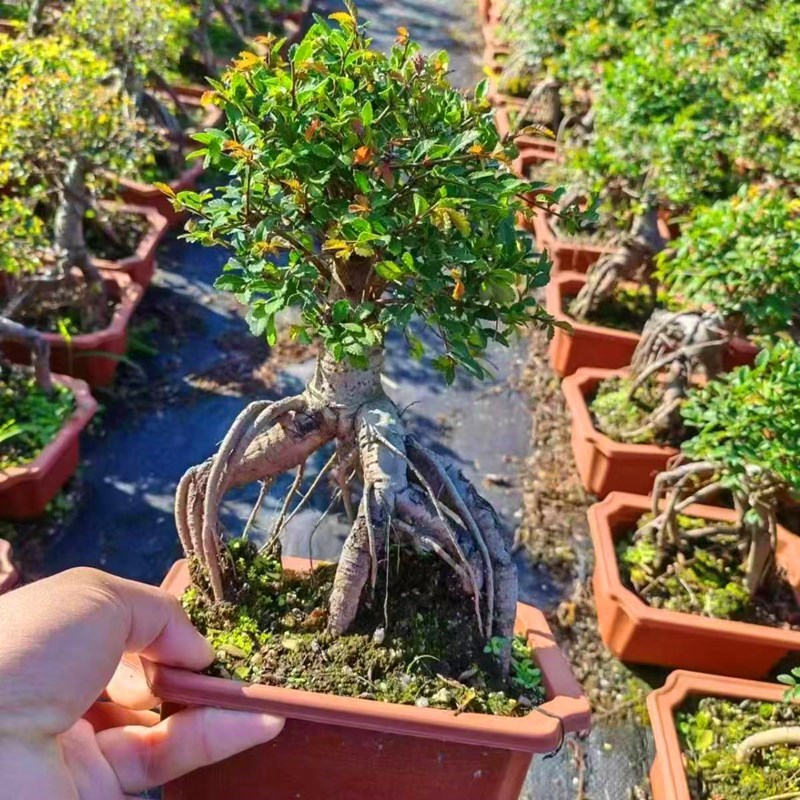 小叶榆树盆景造型老桩榔榆中式z盆栽植物室内客厅桌面四季常青绿