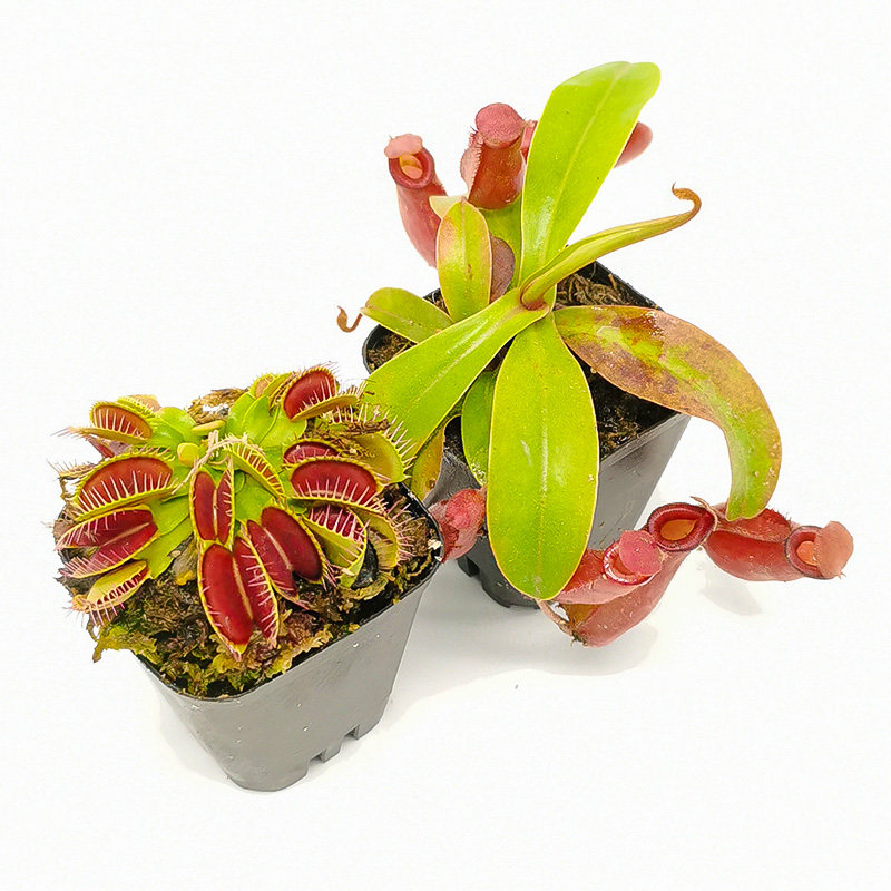 奇趣食虫植物新手入门练手2盆套餐捕蝇草猪笼草瓶子草茅膏菜易养