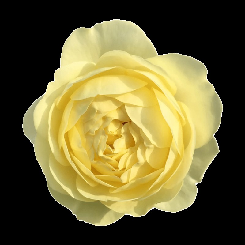 雷叔家黄鹂鸟灌木月季花苗带盆栽好E四季开花暖黄色阳台庭院观赏