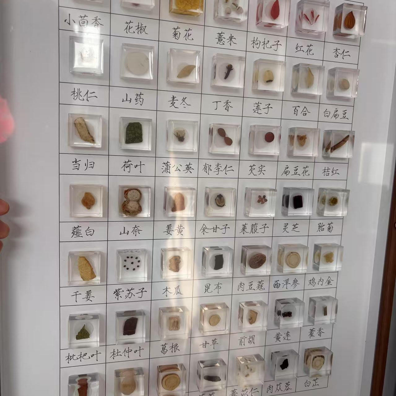 中药滴胶标本树脂画中医滴胶装饰画养生文创香料药材墙中药馆环创