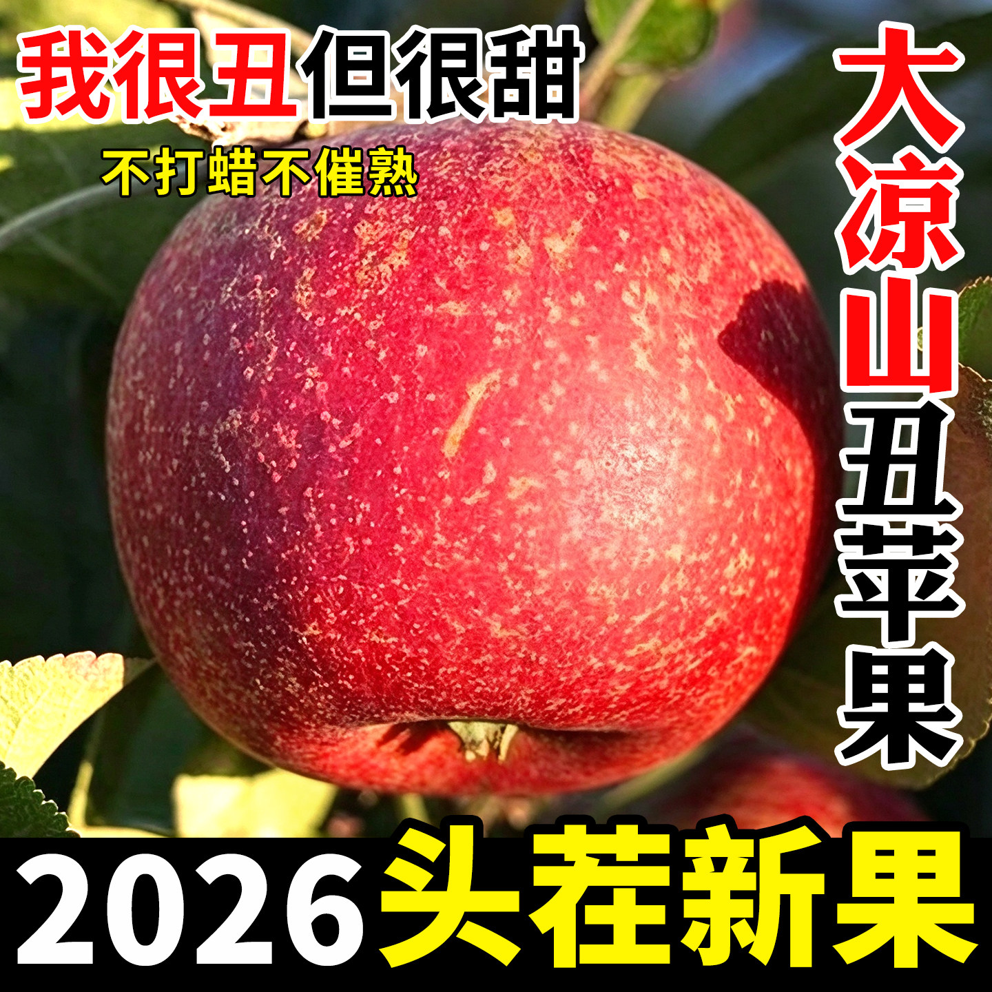 产地直发丨假一罚十丨大凉山苹果