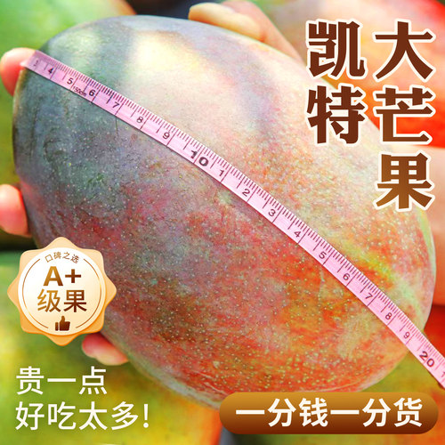 不打价格丨只卷品质丨A+级凯特芒