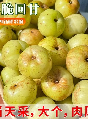 潮汕新鲜柿饼甜油甘果余甘果甜种牛甘子酸甜腌制榨汁泡酒甜种油柑