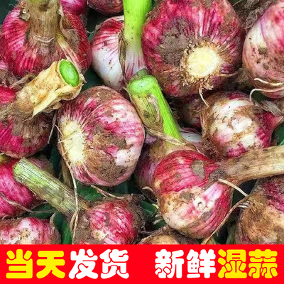 2026云南大理新鲜现挖紫皮大蒜鲜蒜湿蒜大蒜头泡蒜糖醋蒜腊八蒜头