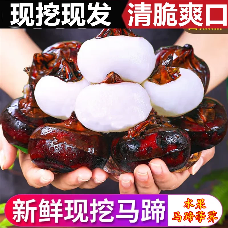正宗马蹄荸荠当季水果蔬菜带泥地栗地梨脆甜现挖现发马蹄产地直发
