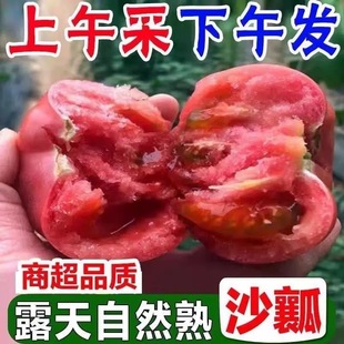 正宗攀枝花自然熟沙瓤西红柿农家普罗旺斯现摘新鲜水果蔬菜番茄