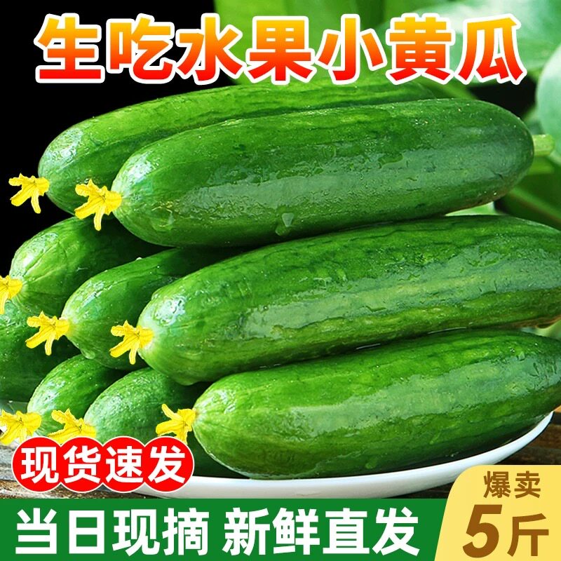 黄瓜新鲜小黄瓜水果小青瓜农家蔬菜10山东旱生吃5斤现摘现发