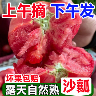 四川西红柿攀枝花沙瓤新鲜自然酸甜老品种小番茄新鲜生吃自然熟