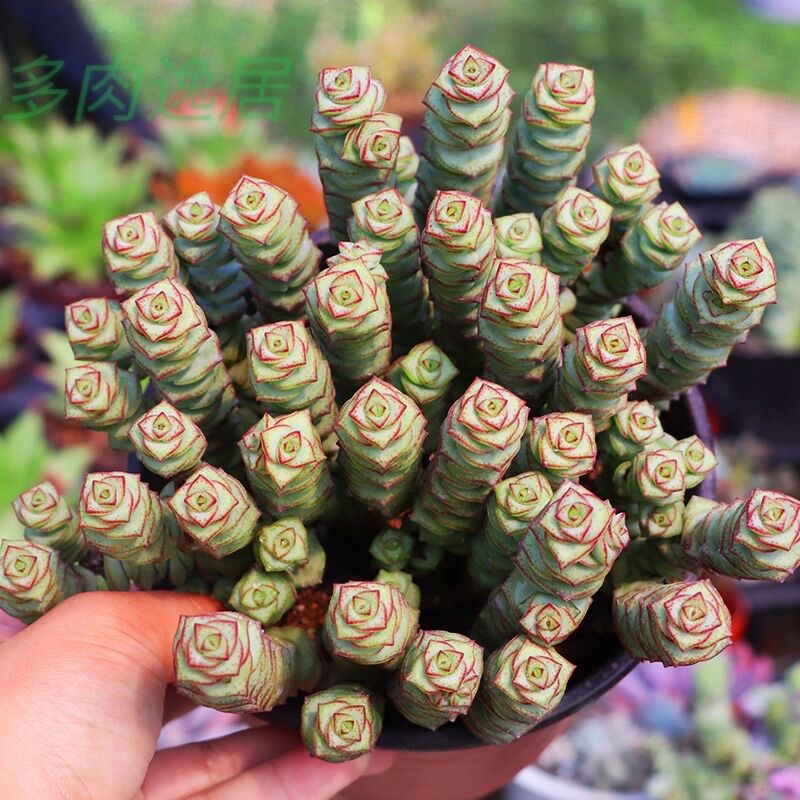 速发钱串多肉植物老桩群生多头萌肉植物组合盆栽办公室内多肉绿植
