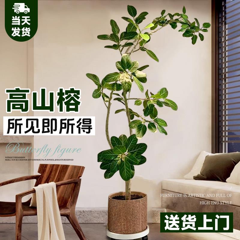 速发孟加拉榕盆栽绿植厅花大型客厅客室落地式大盆栽真内琴叶榕黄