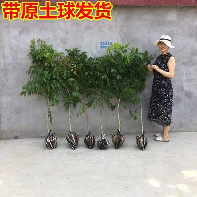 速发新款 紫藤萝院攀物植物屋顶花园围墙爬藤植援朱藤庭十年大紫