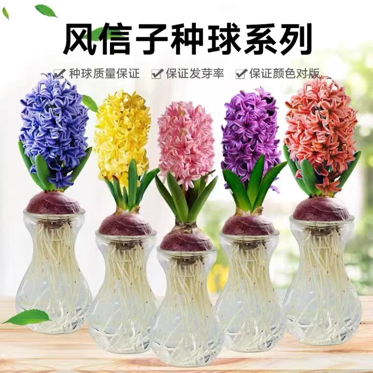 速发风信子种球盆栽季培植水室内绿植风信子水养物仙花四水好养耐