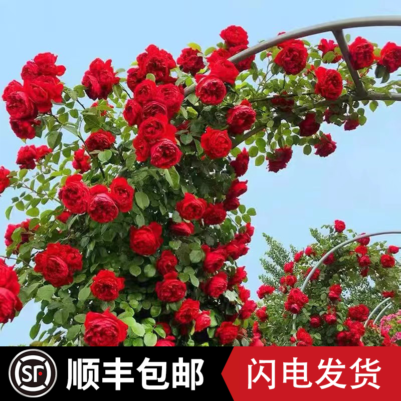 速发红色龙沙宝石大本月季花苗特藤浓香型四季好养蔷薇爬藤庭院植