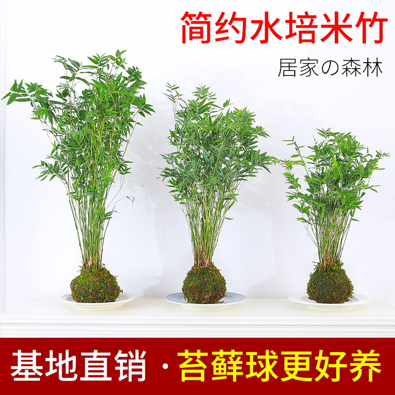 速发根培植物米竹室内盆栽富贵竹观音竹桌绿面植带水水生竹子四季