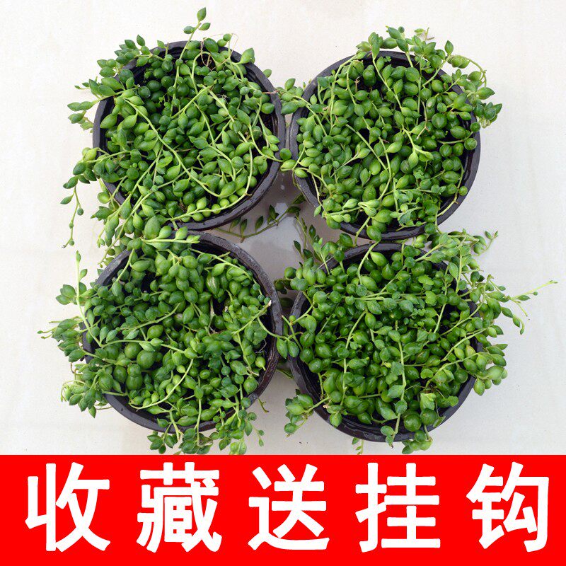 速发佛珠吊兰盆栽垂吊植物珍珠吊兰室内包邮情人泪多肉植物紫玄月