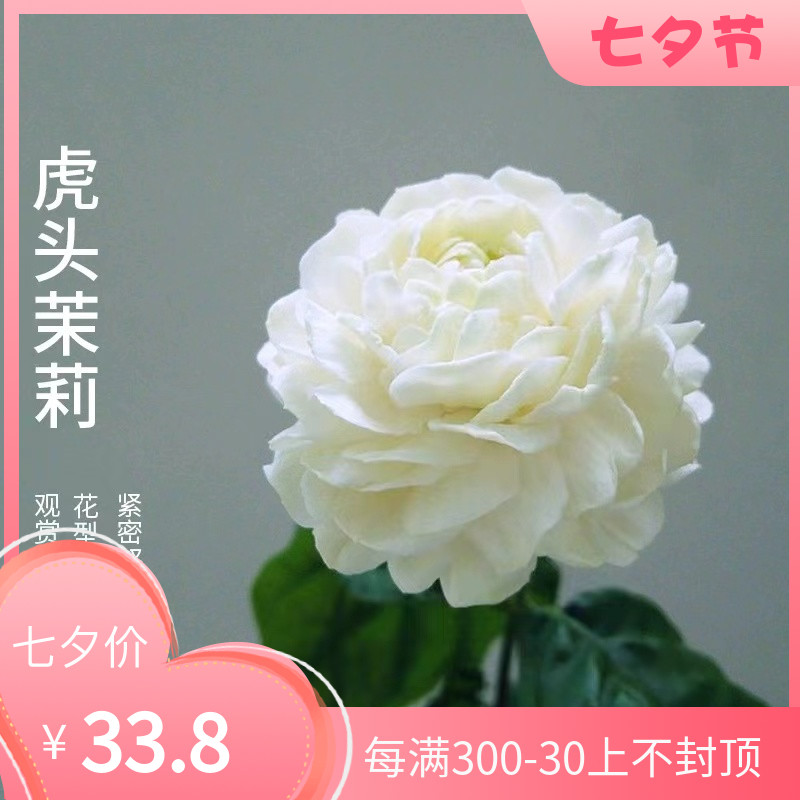 速发重瓣茉莉花盆栽内桩浓香型带花苞四季开花物养花卉植好室老花