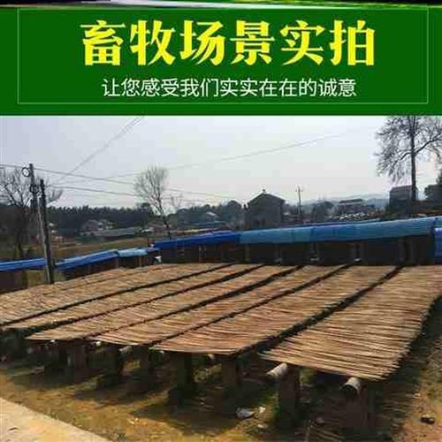 速发蚊香户外野外灭蚊棒驱蚊室外花园驱虫垂钓鱼室内防蚊虫畜牧艾