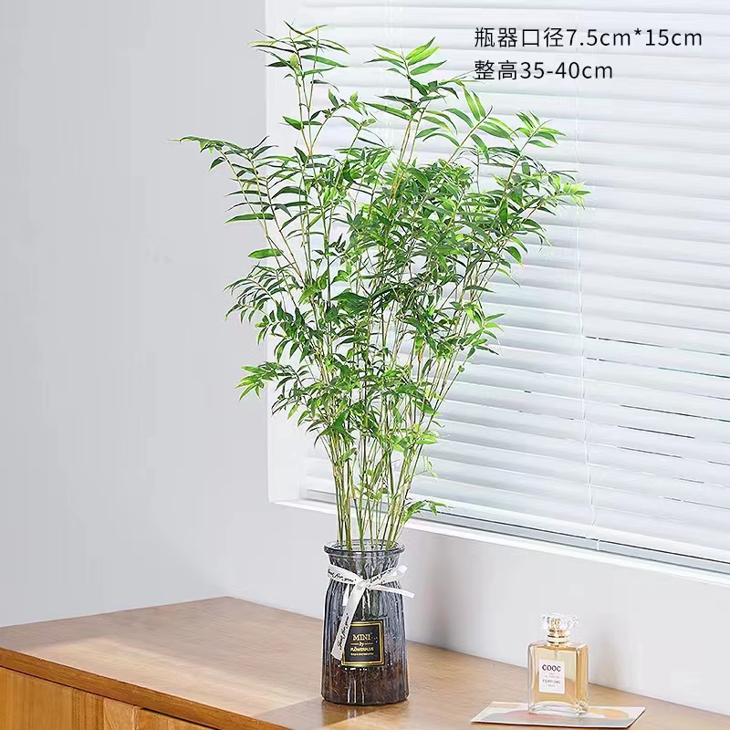 速发水培植物米好室内盆栽富贵竹棕竹绿植四根竹养净化空气带季竹