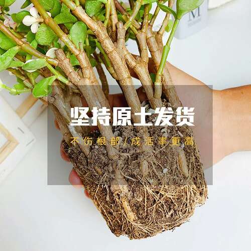 速发好养的盆栽植物金枝玉叶多肉植物肉肉老桩雅乐之舞室内绿植花
