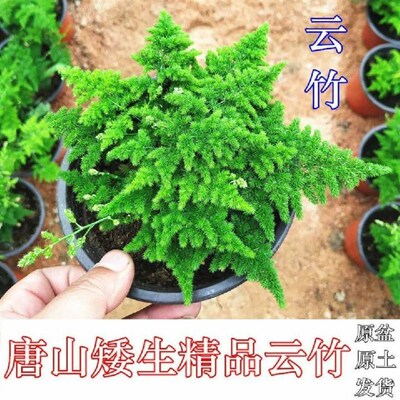 现货速发唐山矮生云竹文竹云松竹假山盆景办公室内桌面小盆栽好养