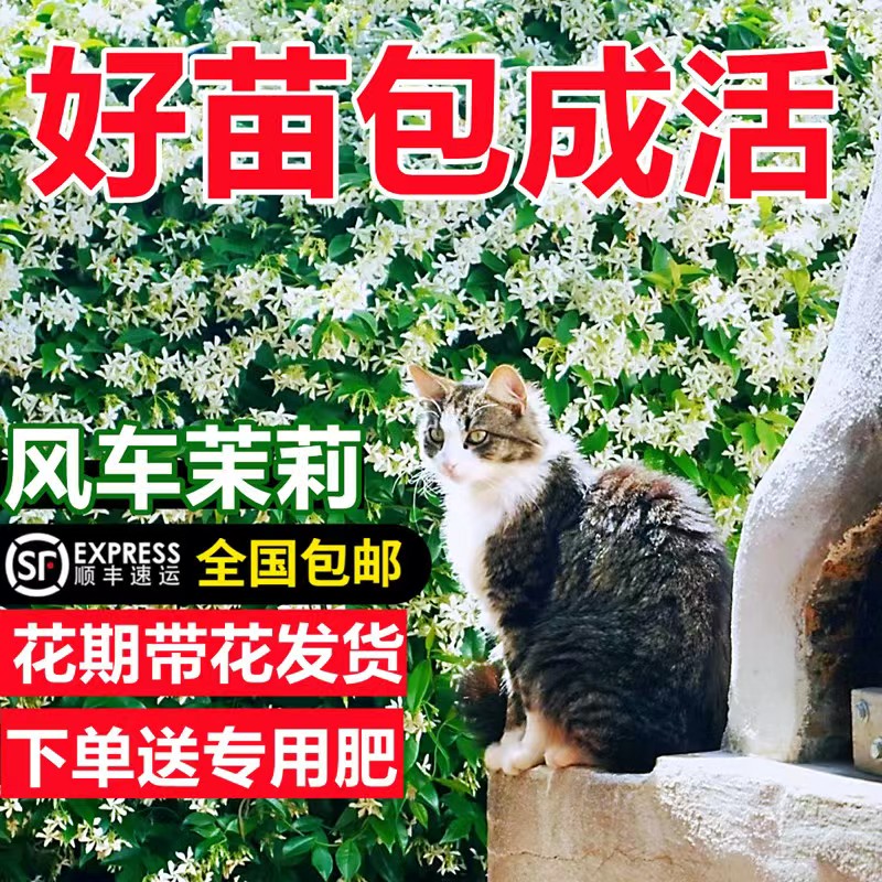 速发风车茉莉爬藤植花大苗盆栽石藤老桩四季开花台庭院耐寒物卉植