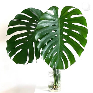 速发水培龟背根老桩盆栽带竹水培植物空内客厅四季好养净化室气绿