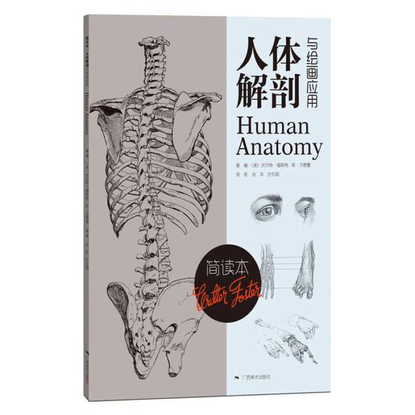 (正版收藏品)人体解剖与绘画应用  简读本（美）沃尔特·福斯特，（美）肯·戈德曼著编；刘洋，叶东翔译广西美术出版社9787549412