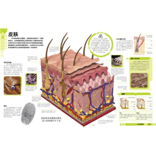 正版 理查德·沃克爾；張衛(wèi)光 3D立體書·人體 英 有趣 譯科學(xué)普及出版 社9787110078112 收藏品
