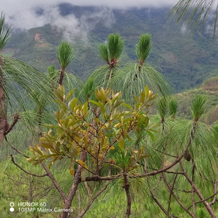 云南老松树寄生草寄生茶下单后去山里彩带松毛松枝条发货包邮