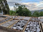 特级天然散装 茯苓块无硫白茯苓丁云南滇茯苓大片手工自然晒干