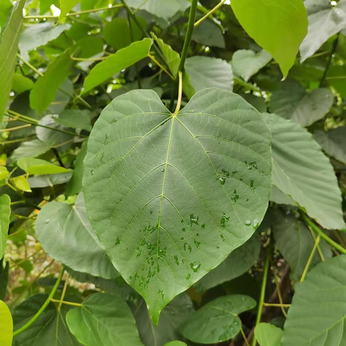 山区新鲜桐子叶粑粑叶下单现摘桐子树叶油桐树叶纯天然芭蕉叶 传统滋补营养品 其他药食同源食品 原图主图