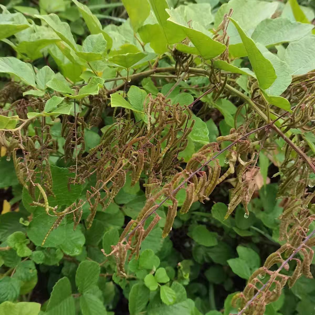 饿蚂蝗疳积草小槐花粘衣草黏人草山蚂蝗叶草豆科中草药活树苗植物
