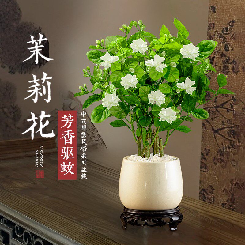 速发禅意茉莉花盆栽桌桩室内老面盆景浓草型花卉防蚊虫花香绿植物